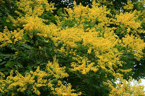 欒樹什么時候開花，花期多久