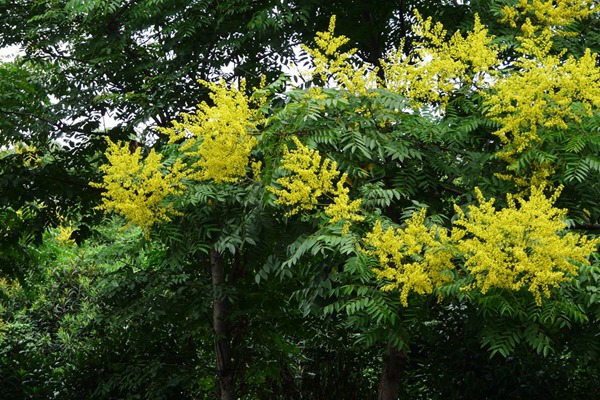 欒樹什么時候開花，花期多久