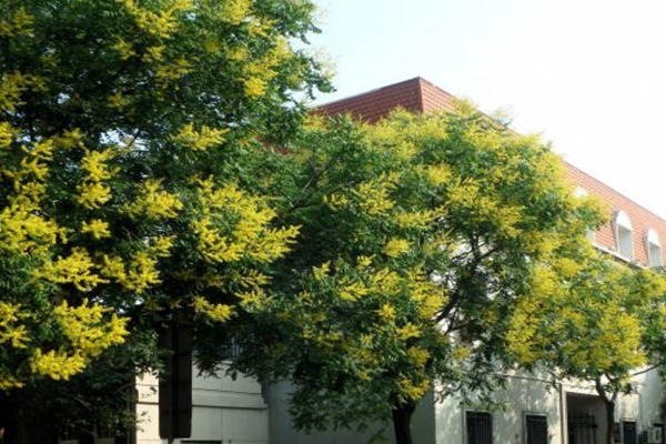 欒樹什么時候開花，花期多久