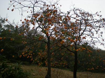 柿子樹結(jié)果少，甚至不結(jié)果，應(yīng)該如何處理？