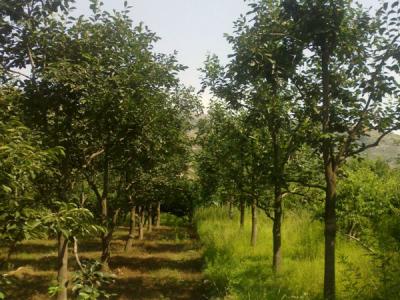 住宅內(nèi)適合種植柿子樹嗎？