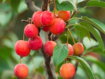 冬紅果海棠為什么會出現(xiàn)只開花不結(jié)果的情況 ？