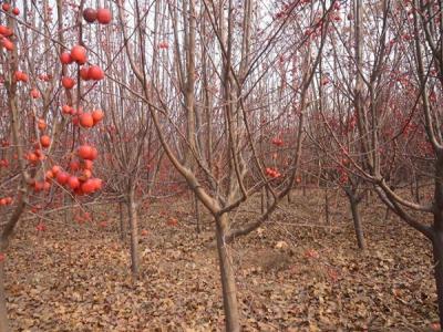 冬紅果海棠什么時(shí)候開花 ？