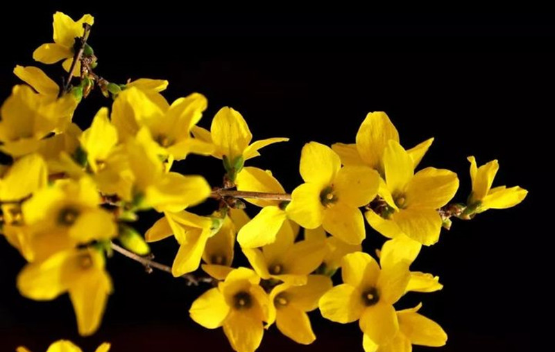 迎春花和連翹花有什么區別？