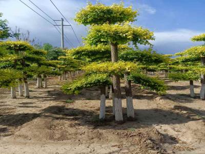 種植造型金葉榆，提升城市綠化品質(zhì)_提供免費苗木報價